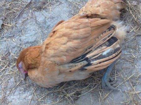 ֢״ͼƬȫƷƵ ַμƫ