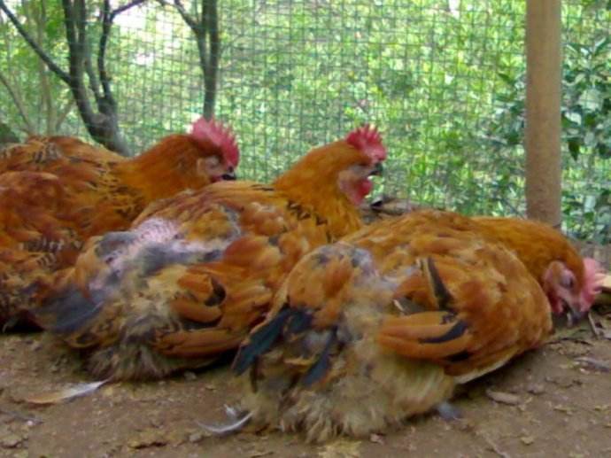 ֢״ͼƬȫƷƵ ַμƫ