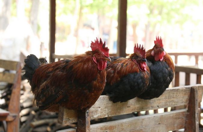 常见鸡病症状图片大全与治疗方法技术视频 几种防治鸡病的土偏方