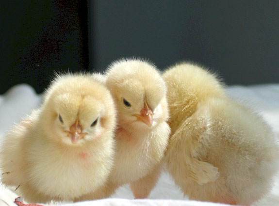 ֢״ͼƬȫƷƵ ַμƫ