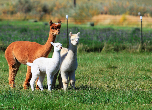 养殖羊驼的基本条件及技术驱虫方法 羊驼养殖前景如何利润怎么样