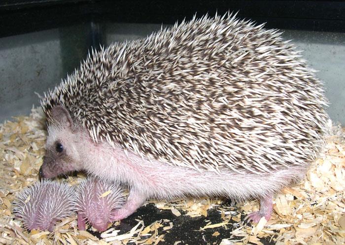 刺猬养殖技术方法视频价格与利润有销路吗 2017刺猬养殖市场分析