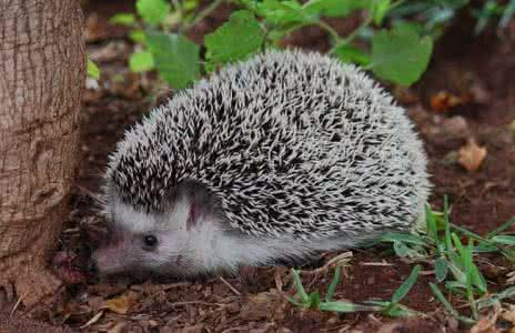 刺猬养殖技术方法视频价格与利润有销路吗 2017刺猬养殖市场分析