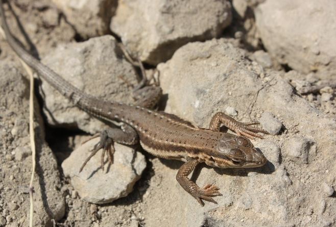 ڻֳȫƵЧǰ  ڻֳôۣ