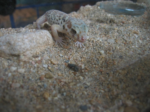 ڻֳȫƵЧǰ  ڻֳôۣ