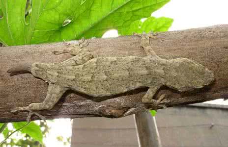 ڻֳȫƵЧǰ  ڻֳôۣ