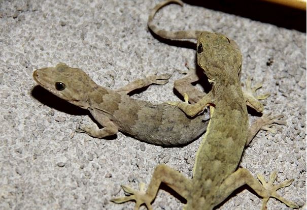 ڻֳȫƵЧǰ  ڻֳôۣ