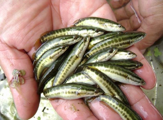 黑鱼养殖技术视频完整介绍及常出现什么问题 黑鱼养殖成本和利润