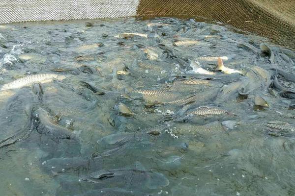 草鱼养殖技术视频教程怎样喂养大得快鱼病防治 草鱼养殖成本利润