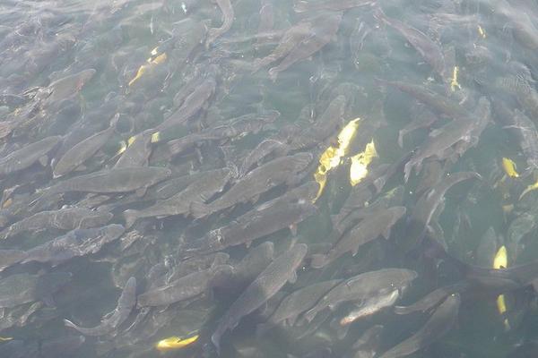 草鱼养殖技术视频教程怎样喂养大得快鱼病防治 草鱼养殖成本利润