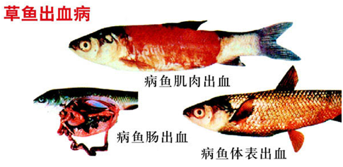 草鱼养殖技术视频教程怎样喂养大得快鱼病防治 草鱼养殖成本利润