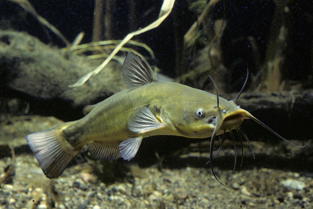 塘鲺养殖技术视频成本利润最大养殖密度 2017年塘鲺价格多少钱