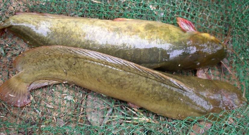 ֳƵɱֳܶ  2017۸Ǯ