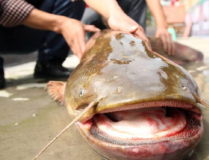 ֳƵɱֳܶ  2017۸Ǯ