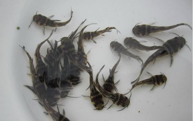 ֳƵɱֳܶ  2017۸Ǯ