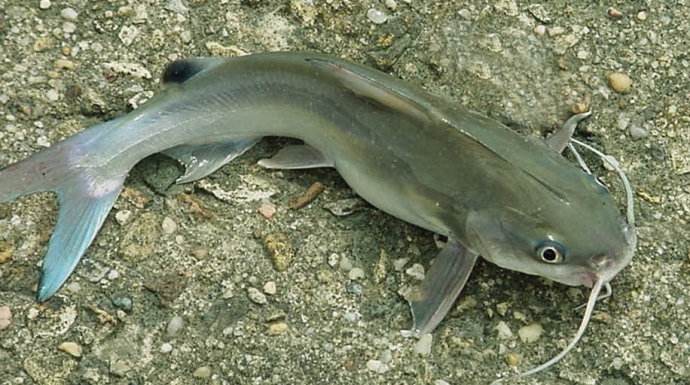 ֳƵɱֳܶ  2017۸Ǯ