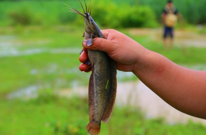 ֳƵɱֳܶ  2017۸Ǯ