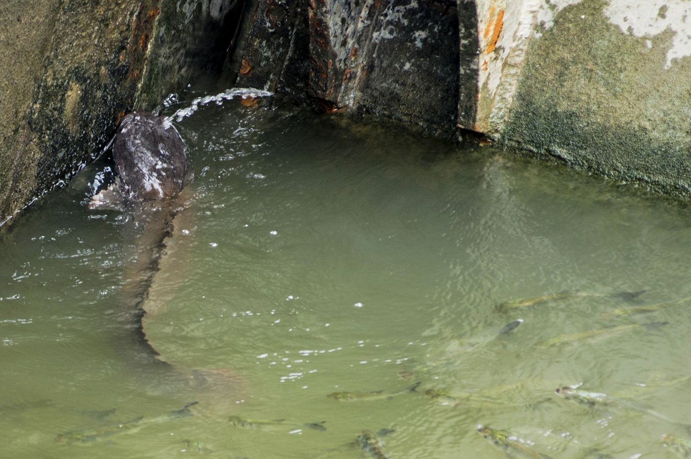 ֳƵɱֳܶ  2017۸Ǯ