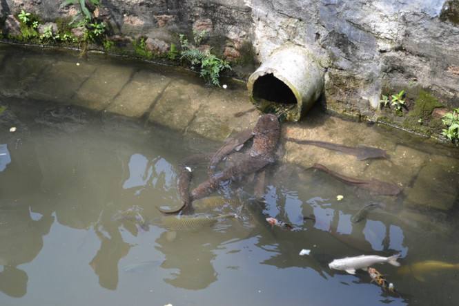 ֳƵɱֳܶ  2017۸Ǯ