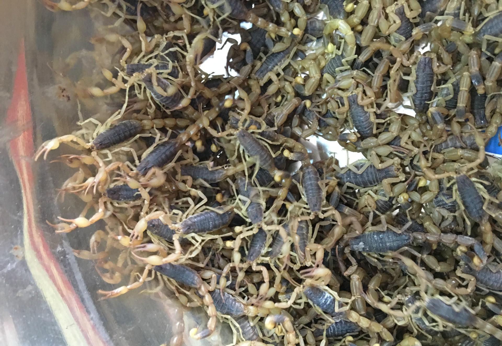 ȫЫ��ֳ������Ƶ����ǰ��������Ч�����ü����� ȫЫ��ֳ��ͼƬ