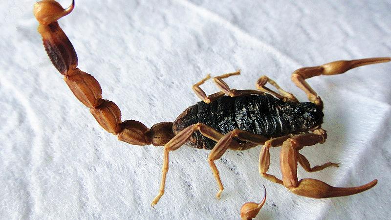 ȫЫ��ֳ������Ƶ����ǰ��������Ч�����ü����� ȫЫ��ֳ��ͼƬ