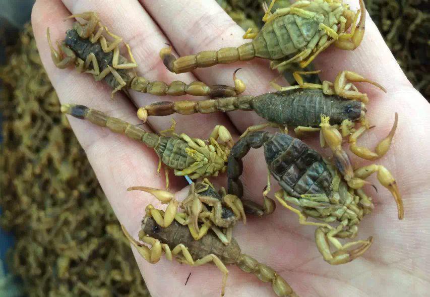 ȫЫ��ֳ������Ƶ����ǰ��������Ч�����ü����� ȫЫ��ֳ��ͼƬ