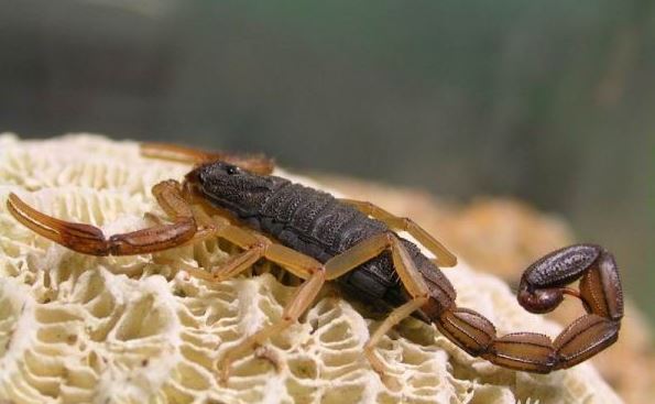 ȫЫ��ֳ������Ƶ����ǰ��������Ч�����ü����� ȫЫ��ֳ��ͼƬ