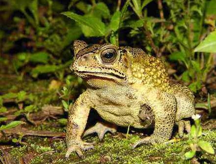 癞蛤蟆有什么作用养殖挣钱么多少钱一斤收购?癞蛤蟆养殖技术