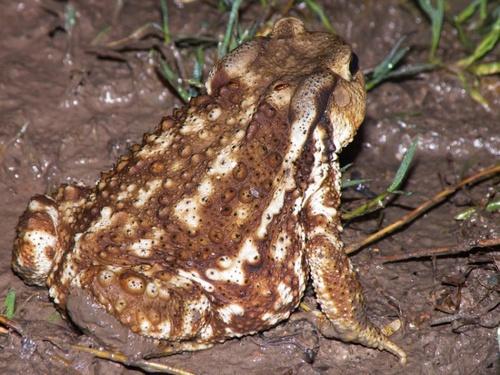 �����ʲô������ֳ��Ǯô����Ǯһ���չ��������ֳ����