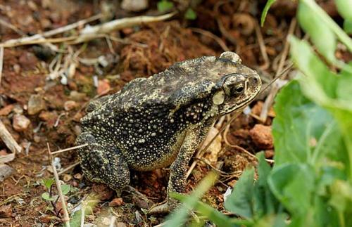 �����ʲô������ֳ��Ǯô����Ǯһ���չ��������ֳ����