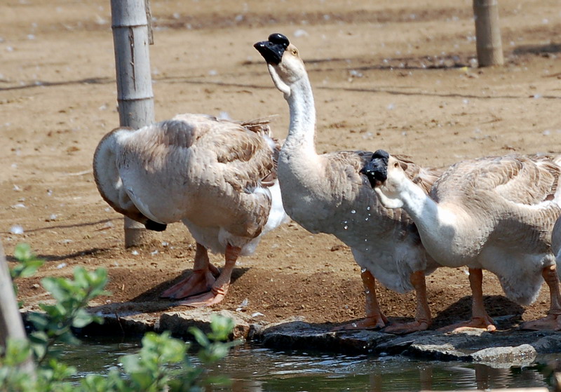 ʨͷ����ֳ������Ƶ�ɱ�������ǰ������ ʨͷ��2017�г��۸�