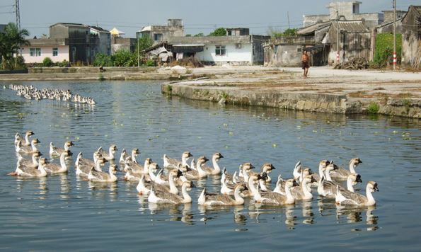 ʨͷ����ֳ������Ƶ�ɱ�������ǰ������ ʨͷ��2017�г��۸�