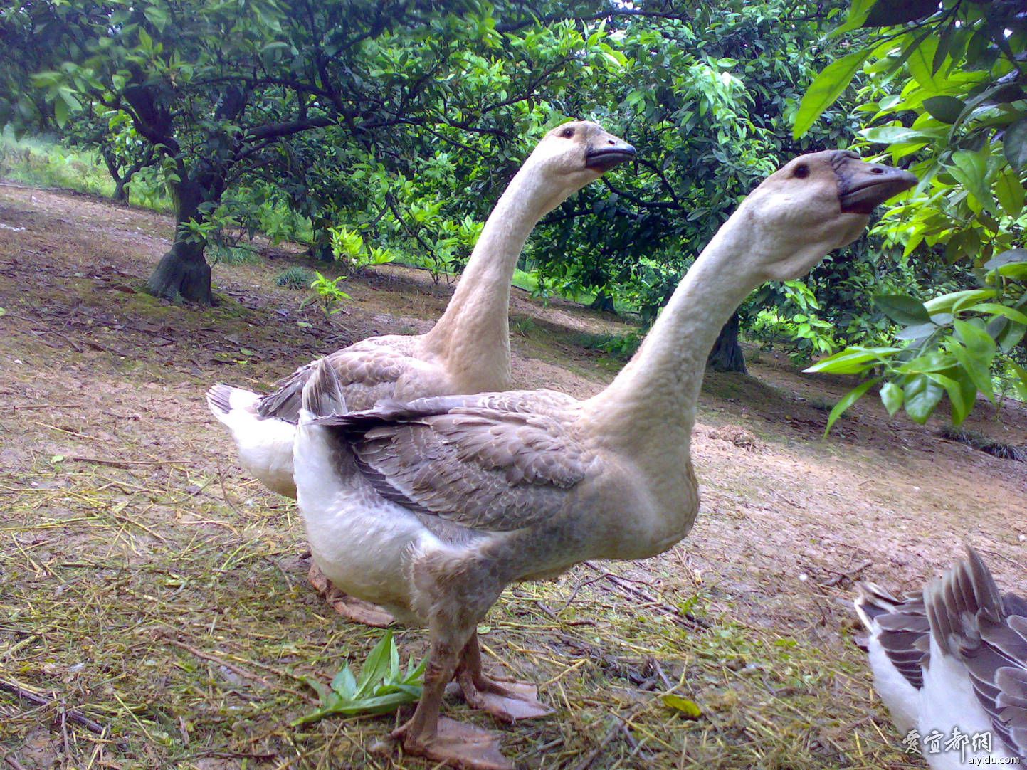 ʨͷ����ֳ������Ƶ�ɱ�������ǰ������ ʨͷ��2017�г��۸�