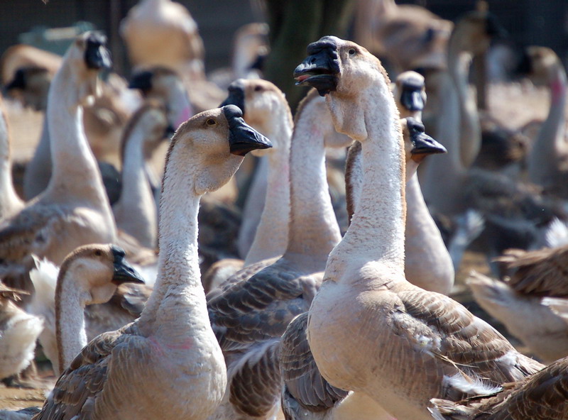 ʨͷ����ֳ������Ƶ�ɱ�������ǰ������ ʨͷ��2017�г��۸�