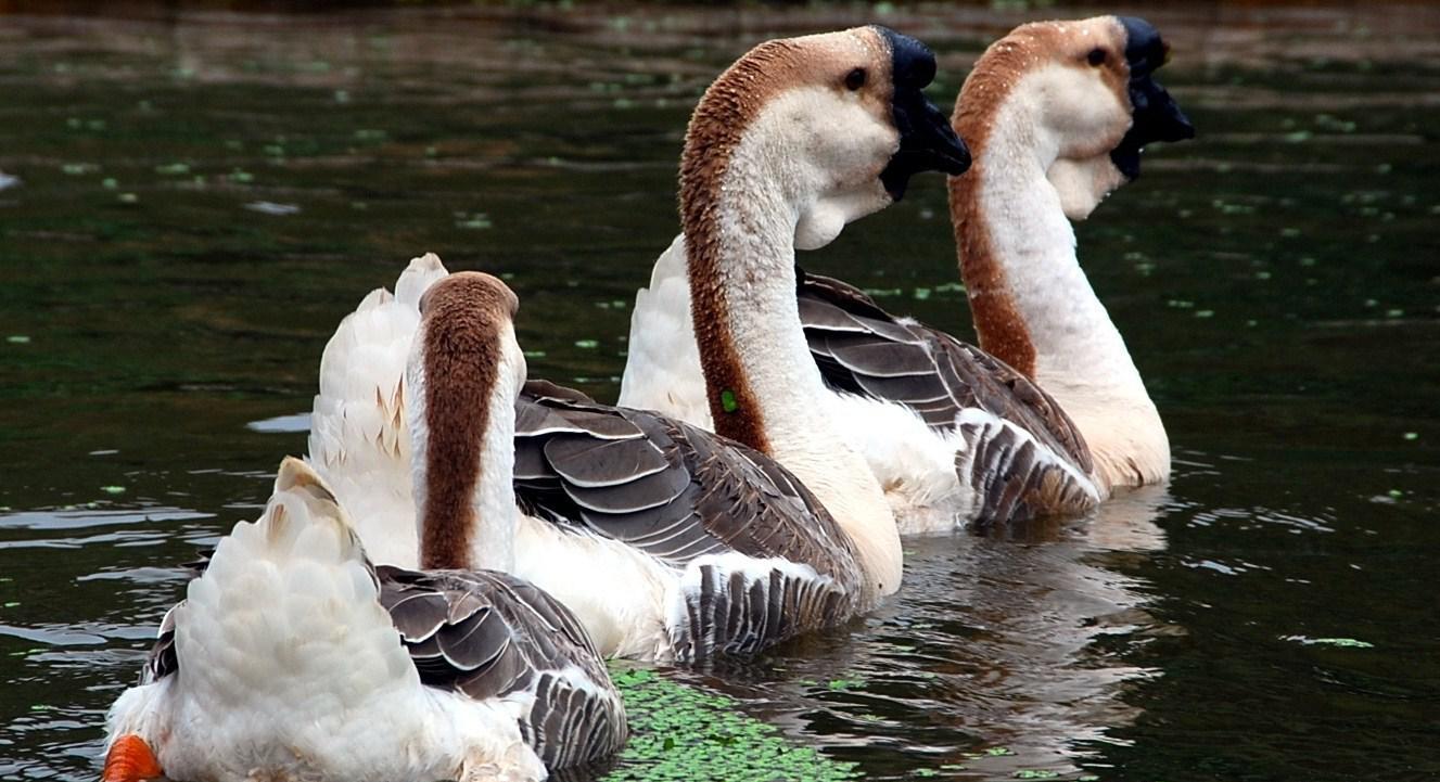 ʨͷ����ֳ������Ƶ�ɱ�������ǰ������ ʨͷ��2017�г��۸�