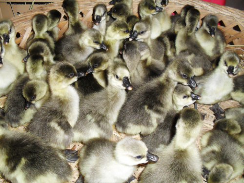 ʨͷ����ֳ������Ƶ�ɱ�������ǰ������ ʨͷ��2017�г��۸�