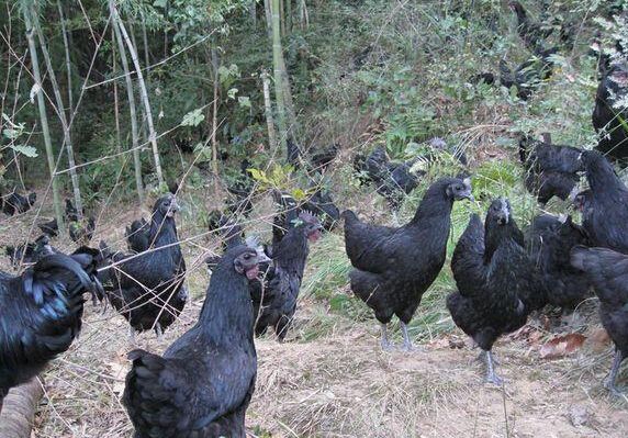 ��ڼ���ֳ�������ɱ��ͼ������� ��ڼ��г��������ǰ������