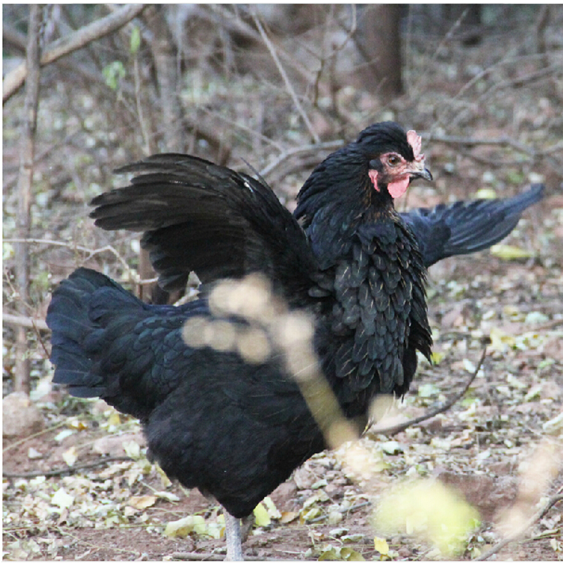 ��ڼ���ֳ�������ɱ��ͼ������� ��ڼ��г��������ǰ������