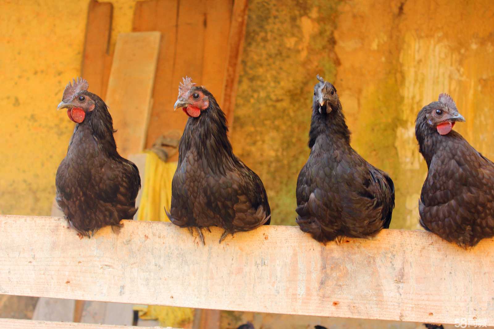 ��ڼ���ֳ�������ɱ��ͼ������� ��ڼ��г��������ǰ������