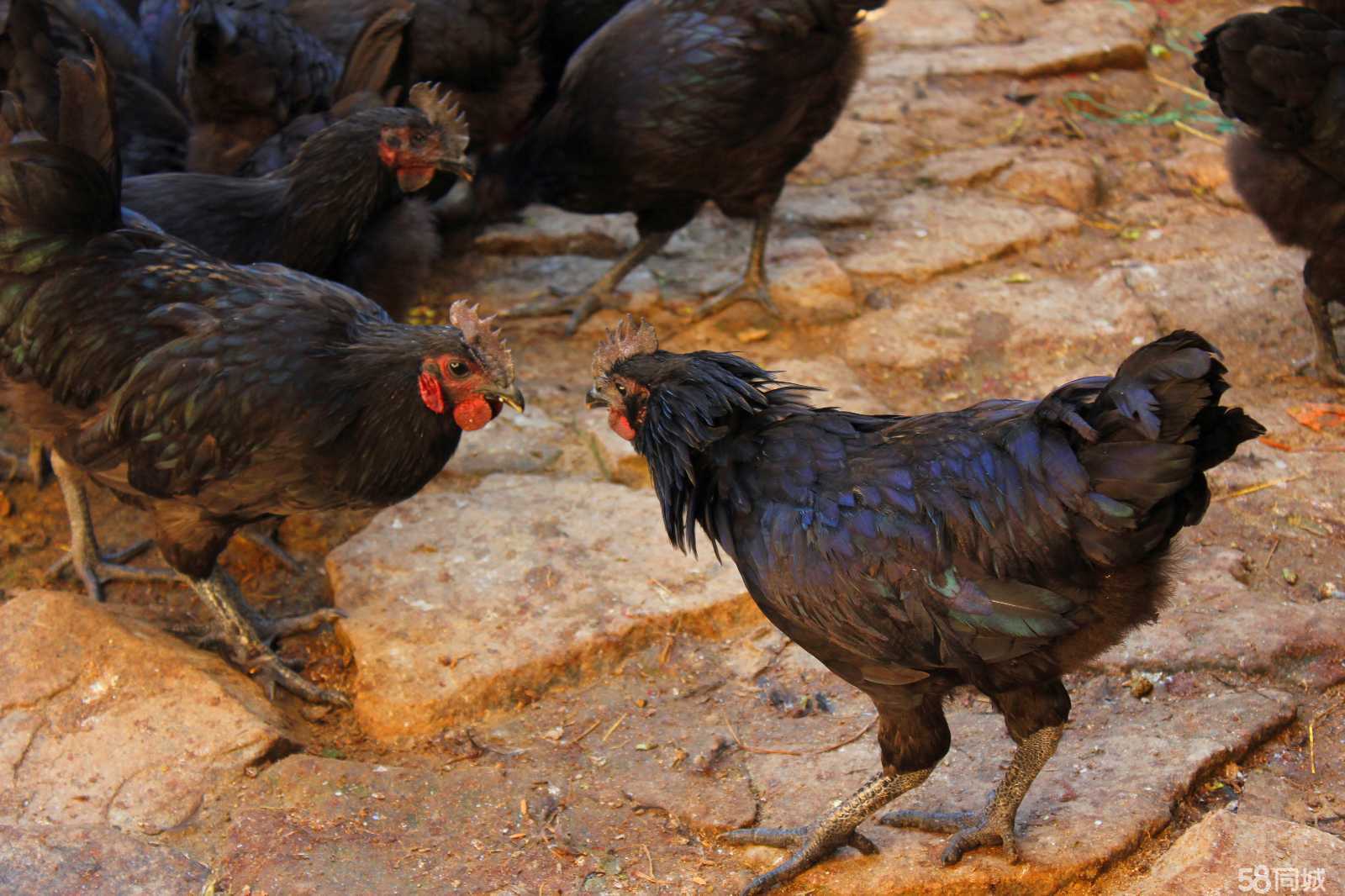 ��ڼ���ֳ�������ɱ��ͼ������� ��ڼ��г��������ǰ������