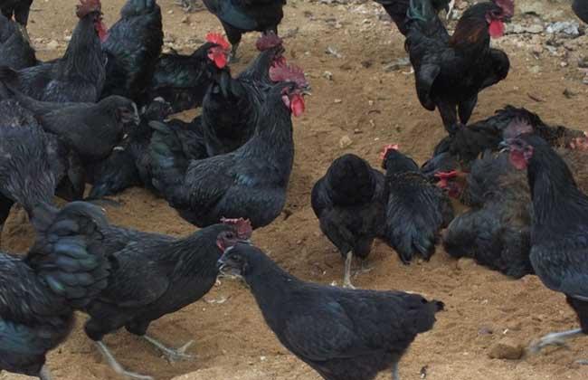 ��ڼ���ֳ�������ɱ��ͼ������� ��ڼ��г��������ǰ������