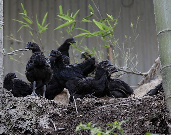 ��ڼ���ֳ�������ɱ��ͼ������� ��ڼ��г��������ǰ������