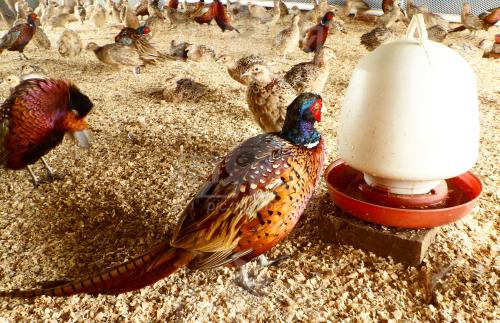 Ұ����ֳ������ȫ��Ҫ����������,��ֳҰ���ɱ�������ҪͶ�ʶ���