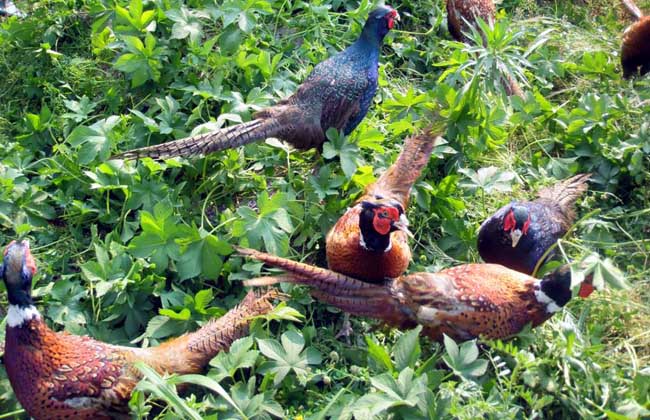 Ұ����ֳ������ȫ��Ҫ����������,��ֳҰ���ɱ�������ҪͶ�ʶ���