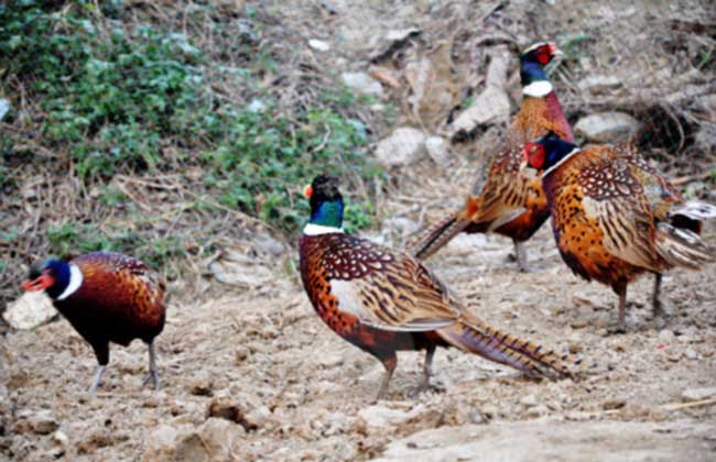 Ұ����ֳ������ȫ��Ҫ����������,��ֳҰ���ɱ�������ҪͶ�ʶ���