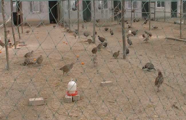 Ұ����ֳ������ȫ��Ҫ����������,��ֳҰ���ɱ�������ҪͶ�ʶ���