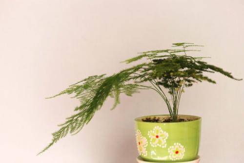 文竹有哪些养殖方法和注意事项?文竹叶子发黄怎么办挽救方法图解