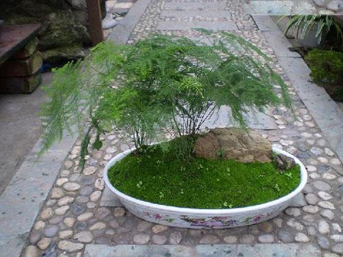 文竹有哪些养殖方法和注意事项?文竹叶子发黄怎么办挽救方法图解