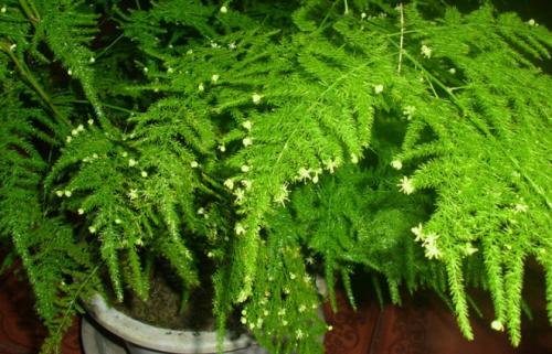 文竹有哪些养殖方法和注意事项?文竹叶子发黄怎么办挽救方法图解