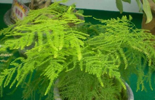 文竹有哪些养殖方法和注意事项?文竹叶子发黄怎么办挽救方法图解